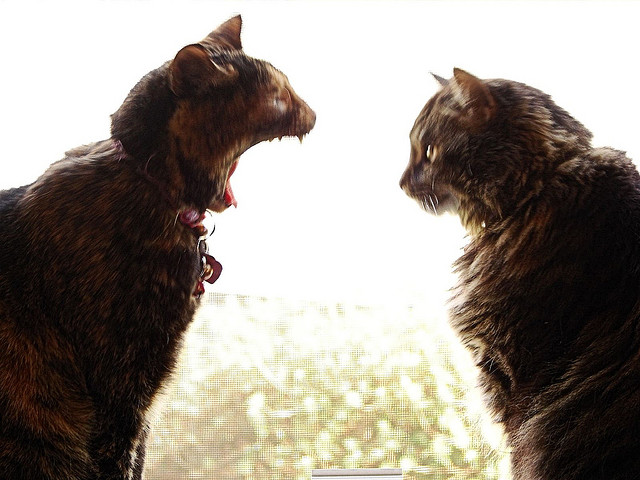 ¿Te obsesionan tus rivales?