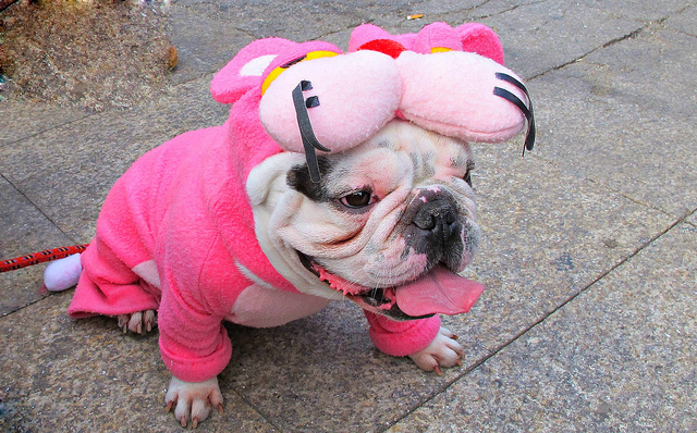 ¿Te asustan los perros?