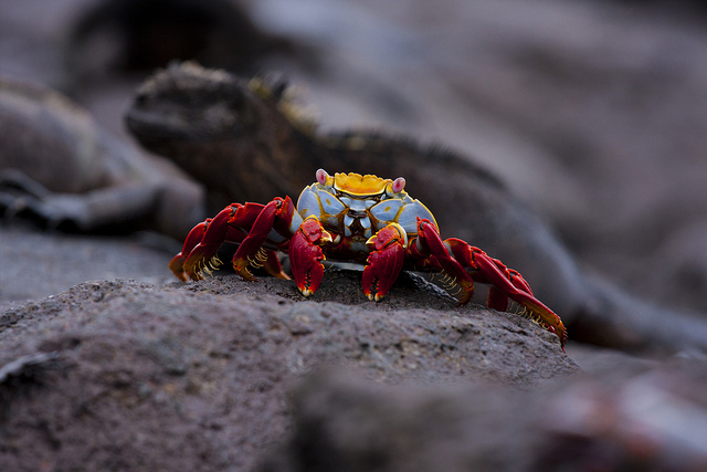 ¿Para atrás como los cangrejos?