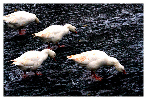 ¿Te ahogas a contracorriente?
