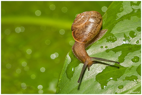¿Corres como un caracol?