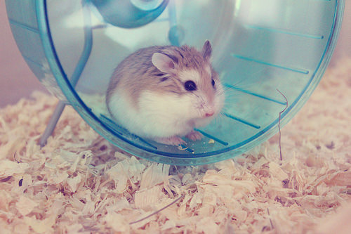 ¿Estás dispuesto a correr como un hámster?