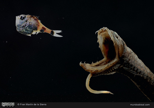 ¿Por la boca muere el pez?