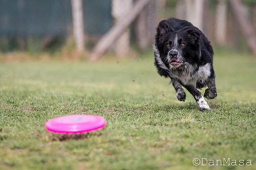 ¿Cambias el fútbol por la Patrulla Canina?