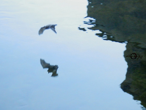 Me piro vampiro (si es lo que no esperaba)