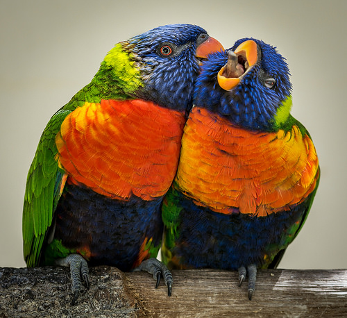 ¿Amas a dos equipos a la vez?