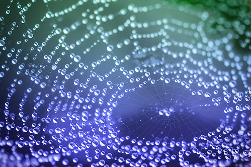 ¿Vives fuera de la tela de araña?