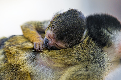 ¿Te duermes en el banquillo?