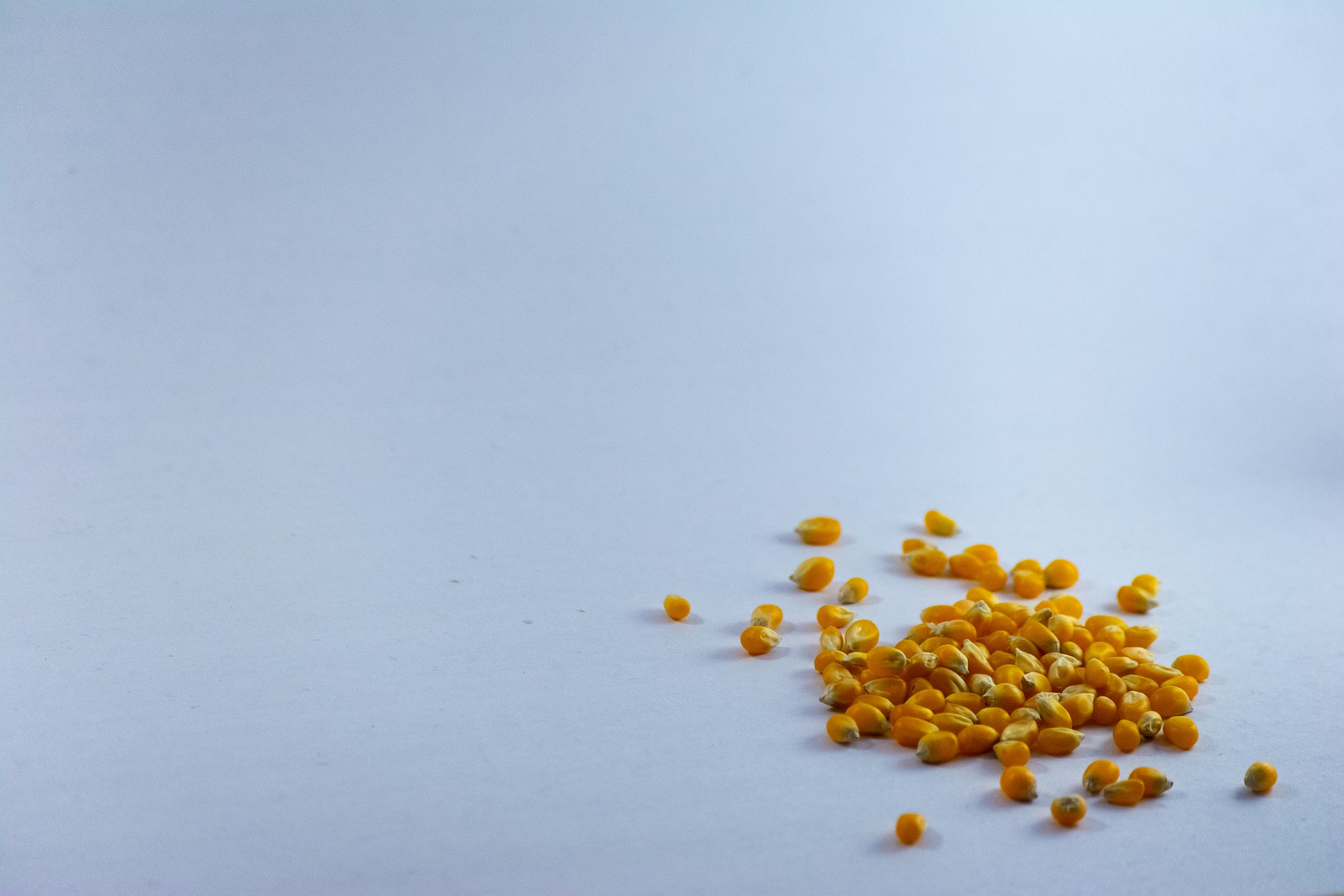 ¿Ves lo que hay detrás de un grano de maíz?