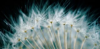 ¿Solo tienes que desearlo?