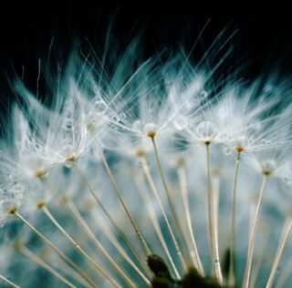 ¿Solo tienes que desearlo?