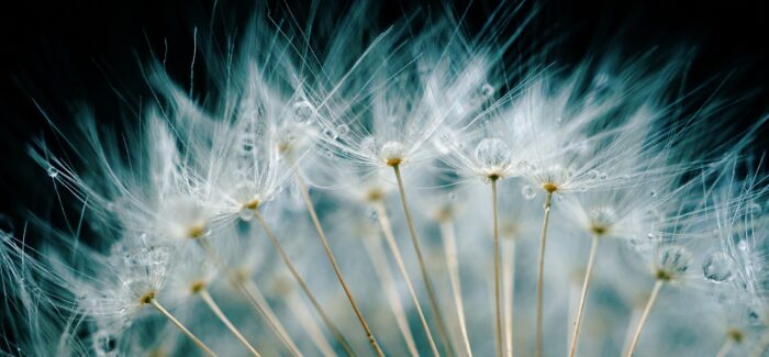 ¿Solo tienes que desearlo?